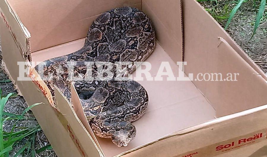 Hallan una lampalagua y la reubican en la reserva Tara Inti
