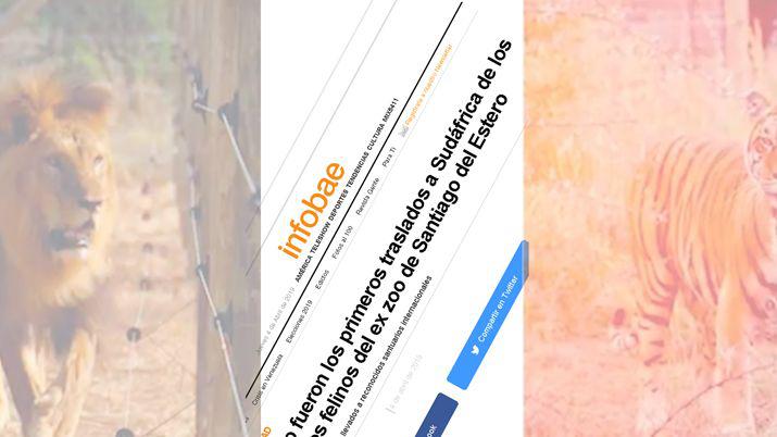 Medios nacionales se hacen eco del traslado de los felinos