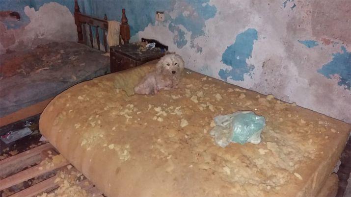 Rescatan perritos en absoluto estado de abandono y radican denuncia por maltrato animal