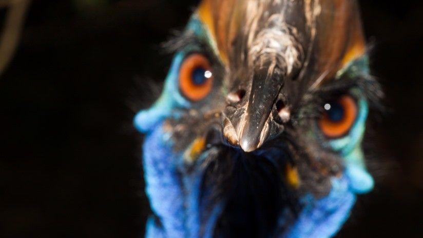 Criador de aves exoacuteticas es asesinado por uno de sus ejemplares