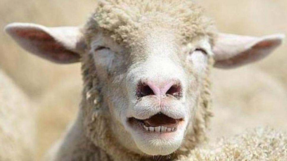 Insoacutelito- Una oveja usa corpintildeo por el desproporcionado tamantildeo de sus ubres