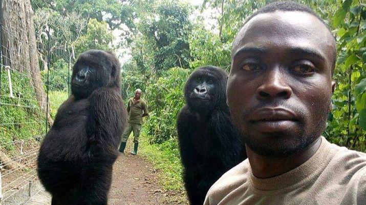 La historia de la foto de los gorilas que se volvioacute viral