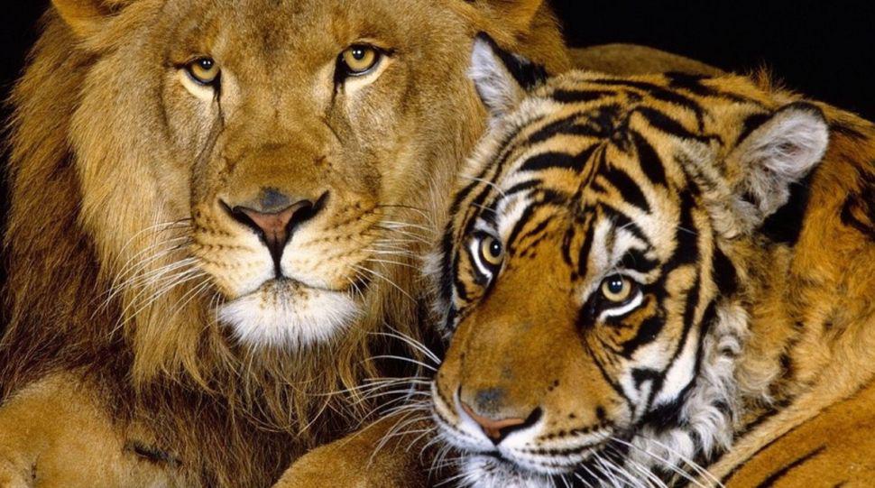 Asiacute es el enorme felino que proviene de la cruza de leoacuten con tigre