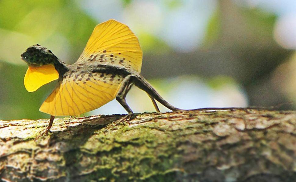 ldquoInvisiblesrdquo- el increiacuteble camuflaje de dos lagartijas sobre un aacuterbol