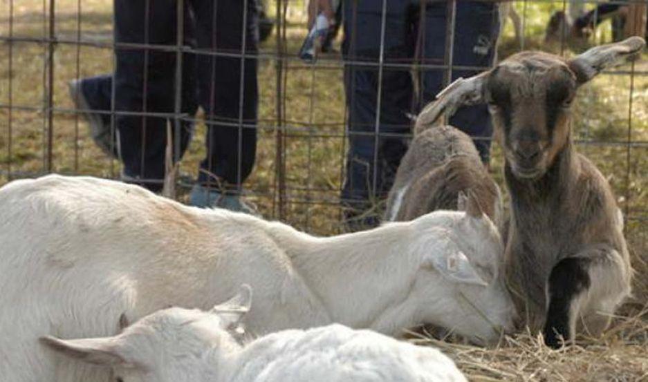 Robaron un cabrito un vecino los descubrió y lo amenazaron con un arma