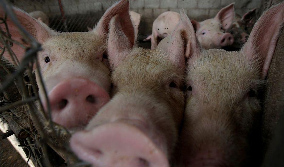 China autorizoacute la importacioacuten de carne de cerdo argentina
