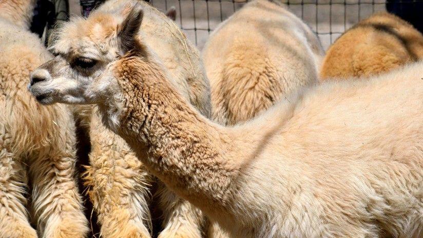 Hallan un extrantildeo rostro en el pelaje de una alpaca