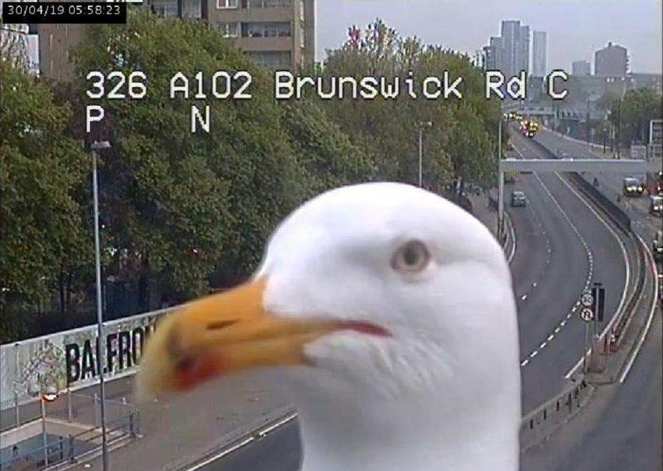 Gaviotas arruina el informe del traacutefico en Londres