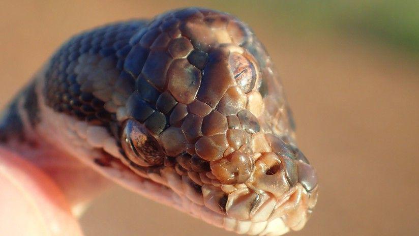 Increiacuteble- Hallan una serpiente de tres ojos en Australia