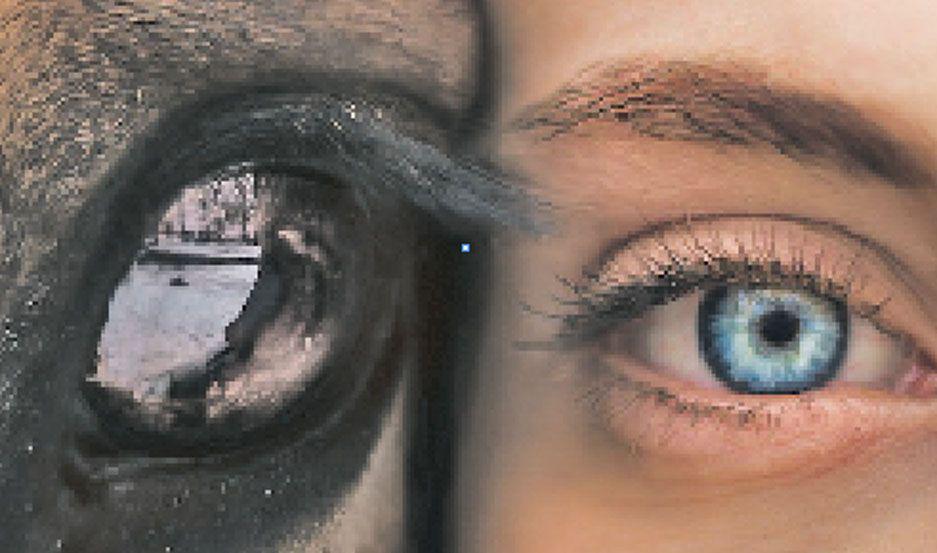 iquestCuaacuteles son los beneficios de la equinoterapia en personas con autismo