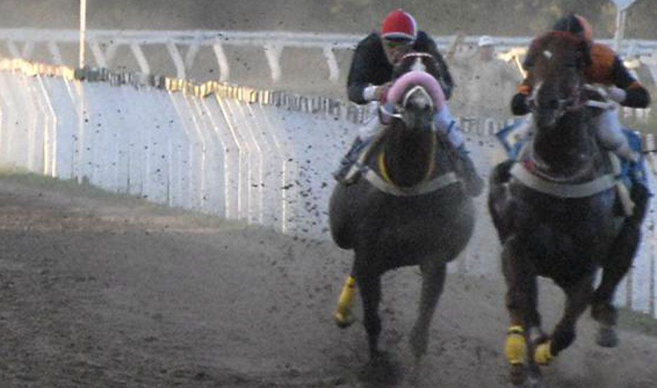 Hasta 30 viagras de 100 miligramos le dan a un caballo que compite en una cuadrera