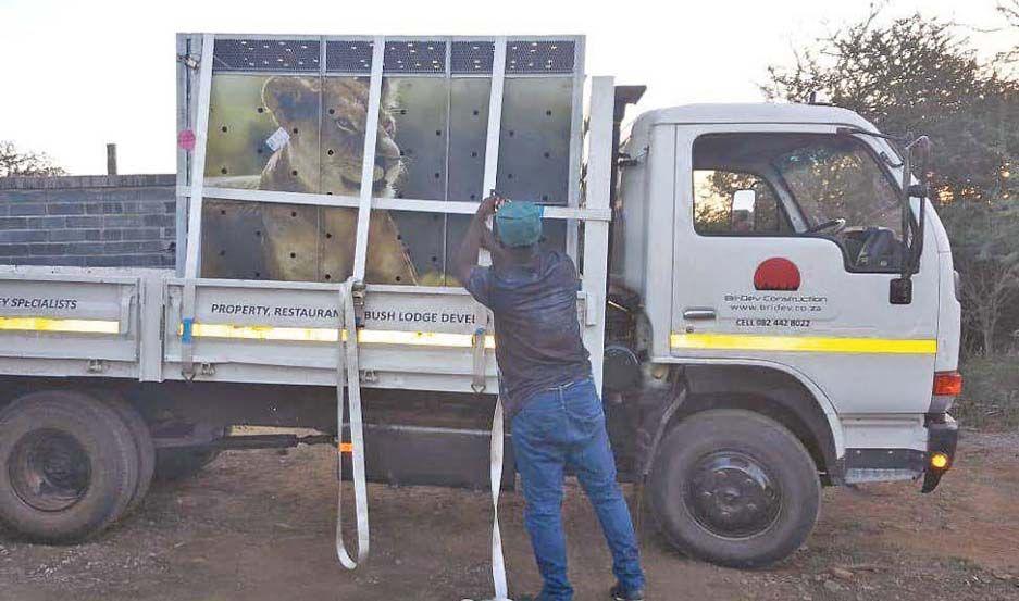 Los dos uacuteltimos felinos del ex zoo llegaron al santuario de Ubuntu