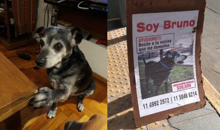 Una familia ofrece 20 mil pesos para que le devuelvan a su perro