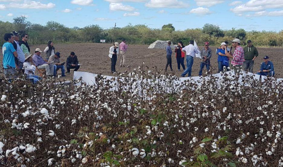 Provincia y Nacioacuten realizaron jornada demostrativa en cosecha de algodoacuten