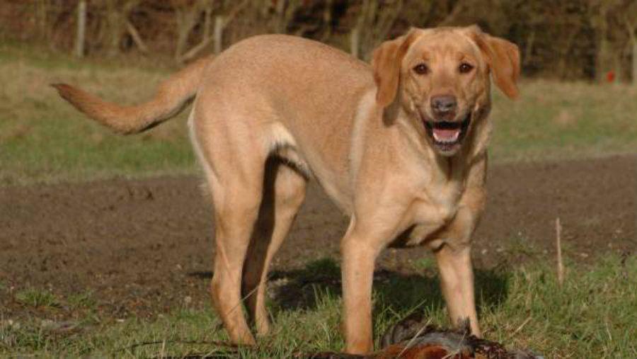 Un perroacute salvoacute a un bebe que habiacutea sido enterrado vivo
