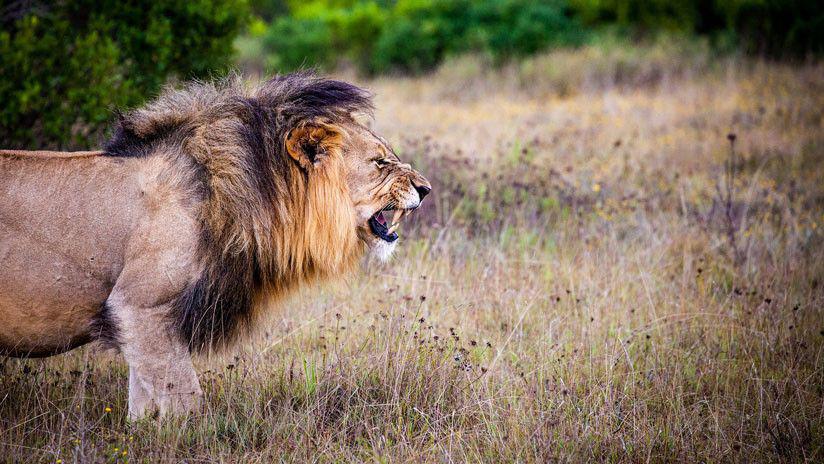 Furor- La feroz pelea entre leones por una presa