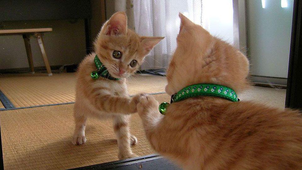 iquestDoacutende miraacute la foto viral de un gato frente a dos espejos