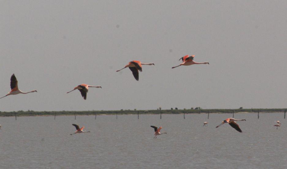 Quedoacute habilitada la temporada de caza deportiva 2019