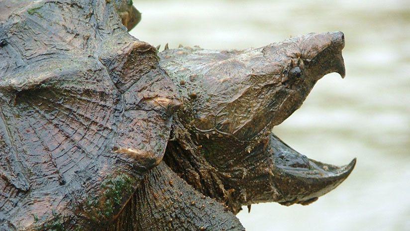 Increiacuteble- Encuentran una tortuga caimaacuten de casi 30 kilos