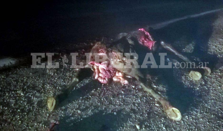 Camioacuten chocoacute contra un animal suelto sobre Ruta Nacional 34