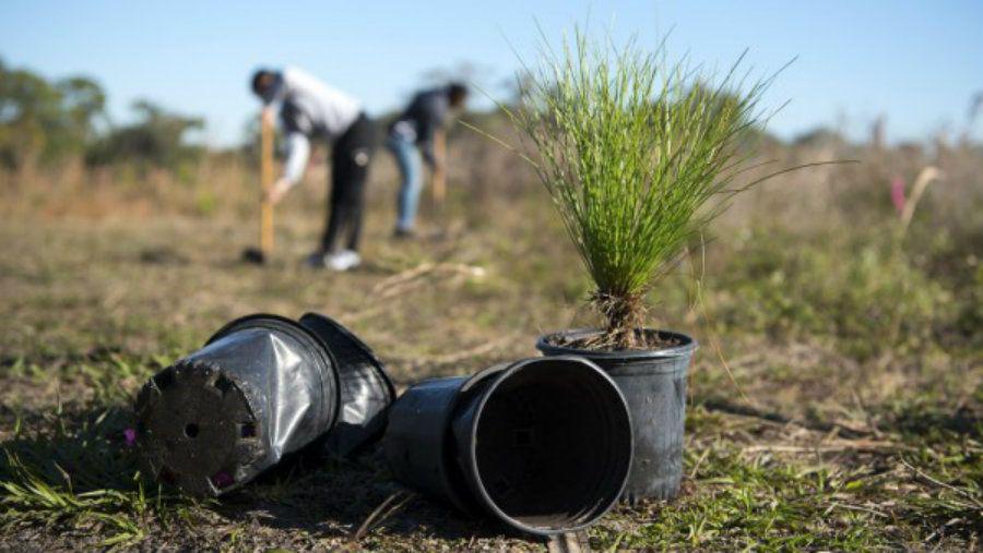 Filipina obliga a estudiantes a plantar 10 aacuterboles para poder graduarse