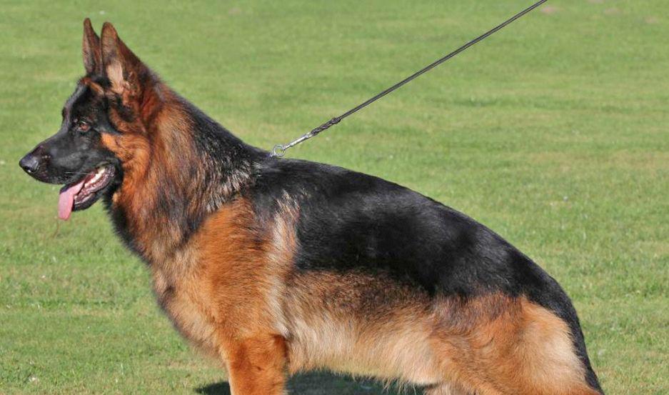 Exposicioacuten nacional de perros Ovejero Alemaacuten