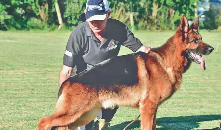 Los criadores de perros Ovejero Alemaacuten tienen hoy una cita imperdible