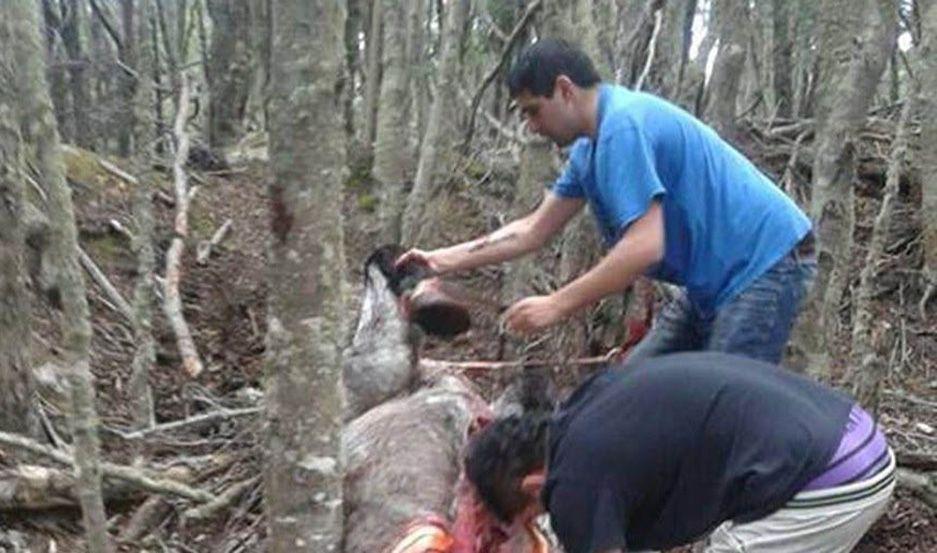 Tierra del Fuego tendraacute su primer juicio por maltrato animal