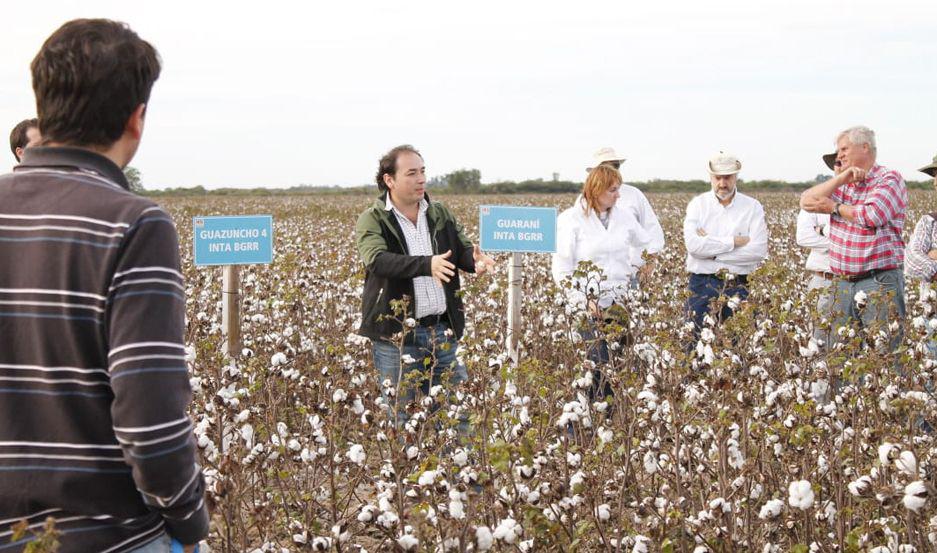 Productores participaron en muestra de nuevas variedades de algodoacuten