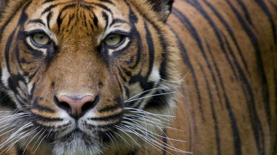 Ebrio pierde sus brazos al acercarse demasiado a la jaula de un tigre
