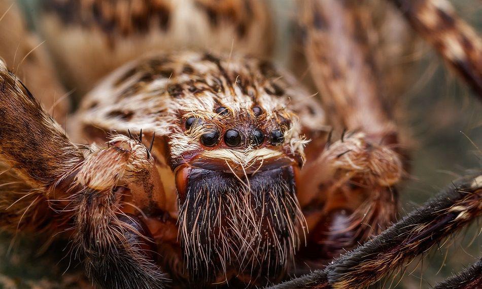 Una arantildea gigante arruina las vacaciones de unos turistas
