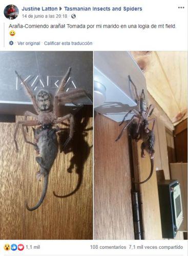 Una arantildea gigante arruina las vacaciones de unos turistas