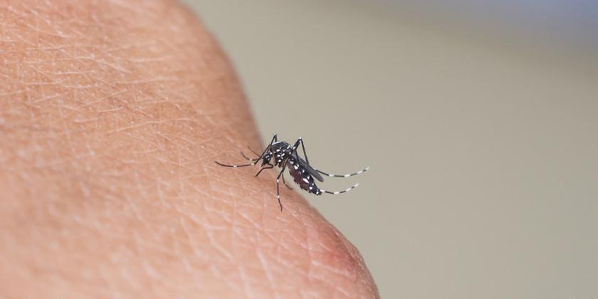 iquestPor queacute los mosquitos pican soacutelo a algunas personas