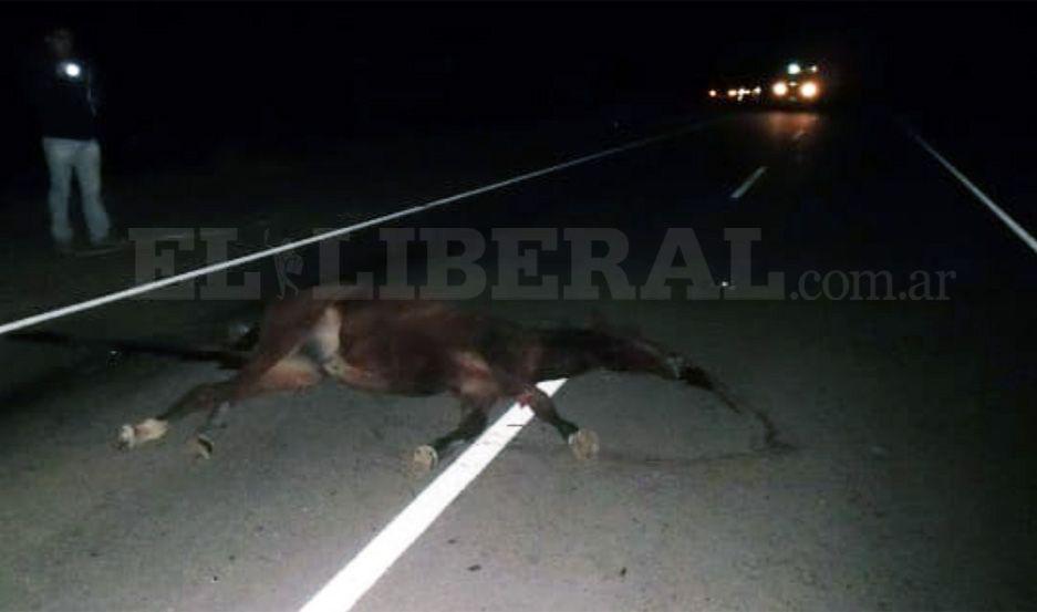 Ruta 92- camioacuten embistioacute dos equinos y terminoacute con importantes dantildeos