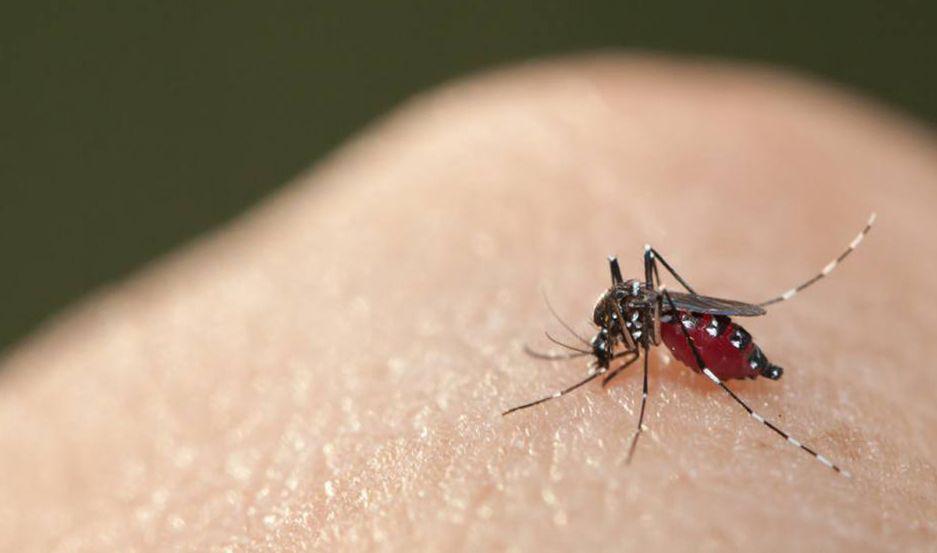 Revelan por queacute los mosquitos pican a algunas personas y a otras no
