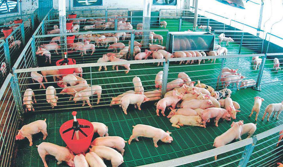 Con un precio 3035-en-porciento- maacutes competitivo que el bovino crece el consumo de carne de cerdo en la Argentina