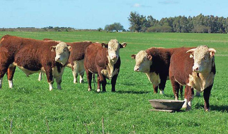 Condenan a conocido productor agropecuario por falsear escritura para quedarse con un campo