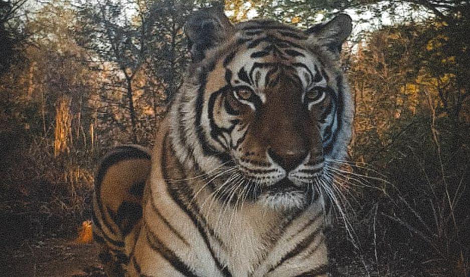 Tika la tigresa santiaguentildea que enamoroacute a todos sus cuidadores en Sudaacutefrica