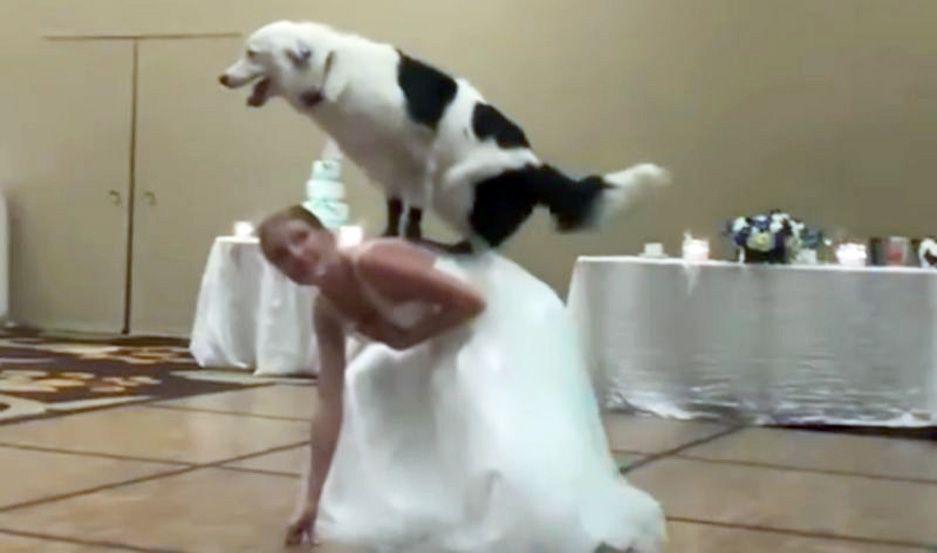 VIDEO  Increiacuteble coreografiacutea de una novia con su perro en pleno casamiento