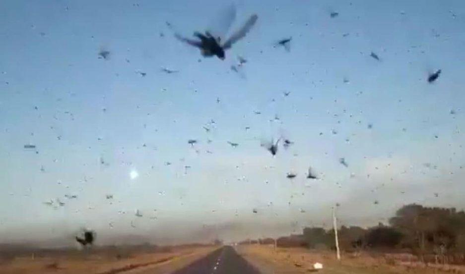 VIDEO  Mangas de langostas invaden campos de Santiago del Estero