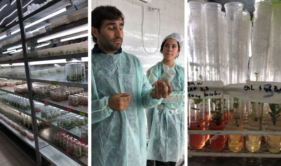 Un laboratorio santiaguentildeo clona y exporta al mundo aacuterboles en extincioacuten