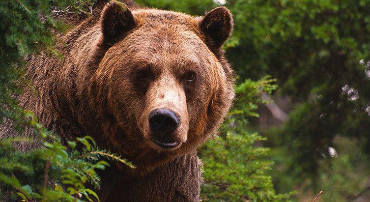 El aterrador encuentro de un pareja con un enorme oso