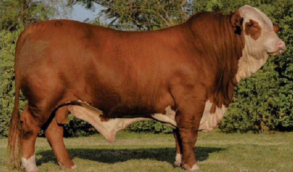 Subastaraacuten 180 bovinos de geneacutetica avanzada en la Rural del Noreste