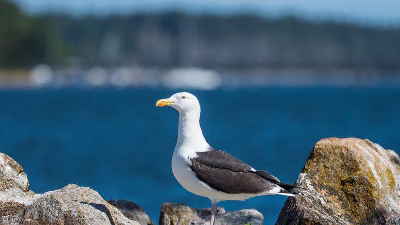 Captan a una gaviota comerse a un conejo de un bocado