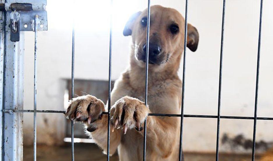 Maltrato animal- la lucha para que el animal no humano siga siendo considerado viacutectima