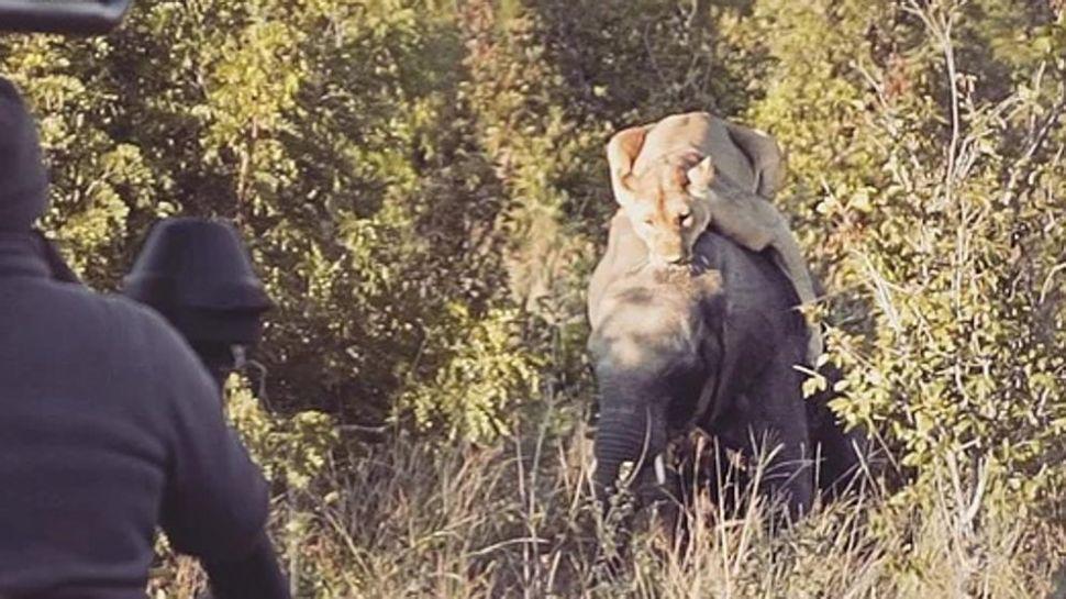 Registran el feroz ataque de una leona a un pequentildeo elefante