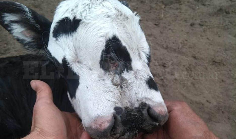 VIDEO  Ternero con tres ojos y dos hocicos sorprendioacute a lugarentildeos