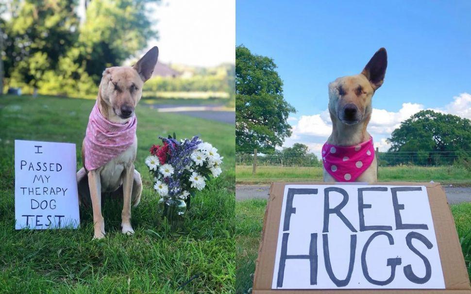 La increiacuteble historia de una perra que recibioacute 17 tiros y sobrevivioacute