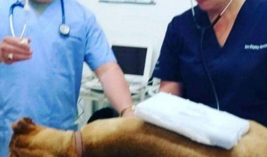 Donaron alimento envenenado y maacutes de 20 perros murieron en varios refugios