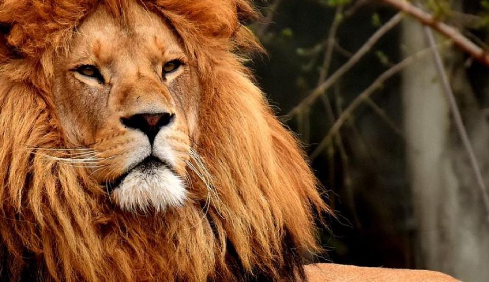 Indignante- Cazaron un leoacuten y se sacaron foto besaacutendose al lado del cadaacutever